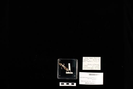 Hemidactylus bowringii