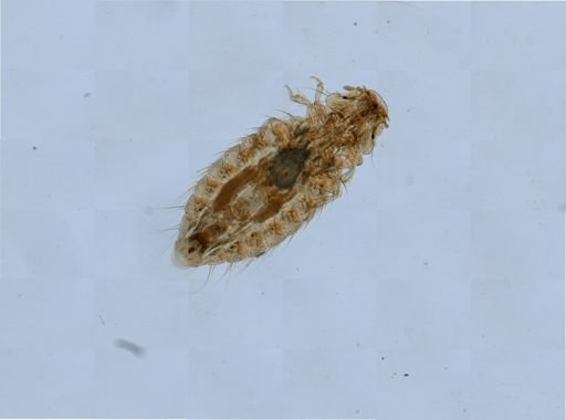 Menopon gallinae