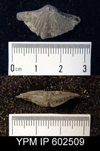 Mucrospirifer sp.