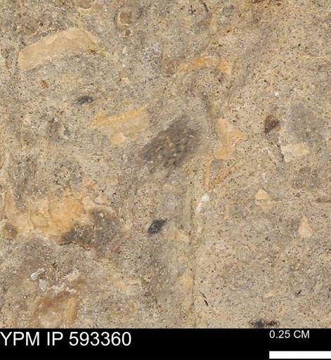 undet. Mollusca