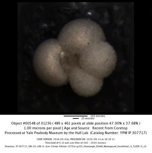Globigerina bulloides