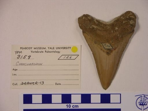 Carcharodon sp.