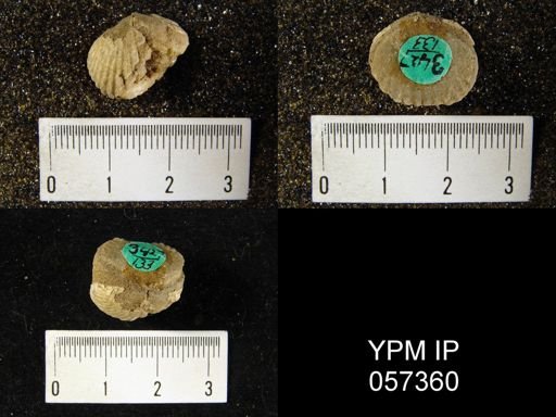 Uncinulus lindenensis