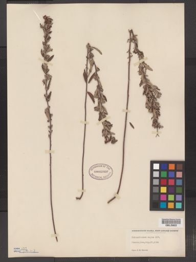 Helianthemum bicknellii