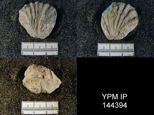 Streptorhynchus (Kiangsiella) pectiniformis