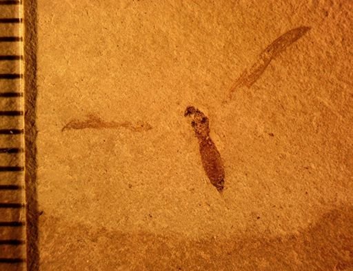 undet. Tipulidae