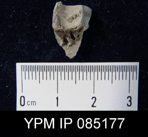 Atrypa cf. reticularis