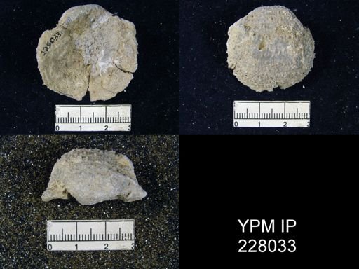 Juresania symmetrica