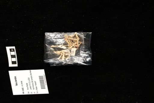 Rana clamitans