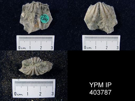 Macropleura macropleura