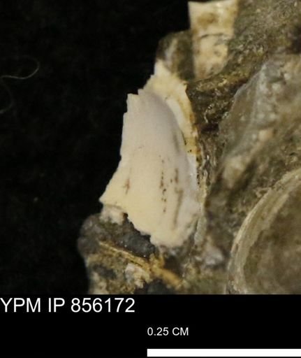 undet. Bivalvia