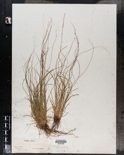 Carex rosea