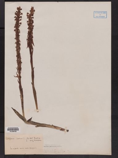 Satyrium
