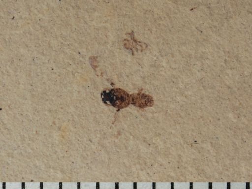 Hymenoptera?