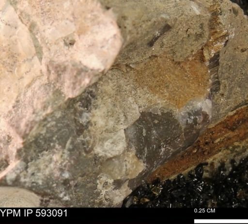 undet. Bivalvia