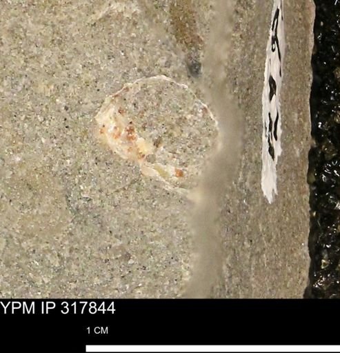 undet. Mollusca