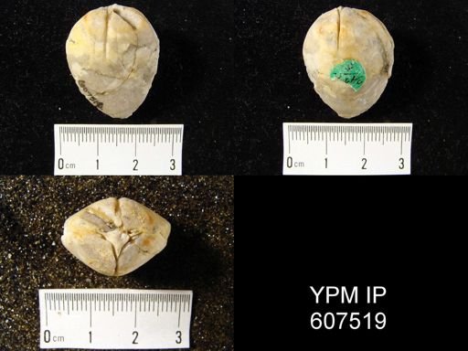 Centronella sp.