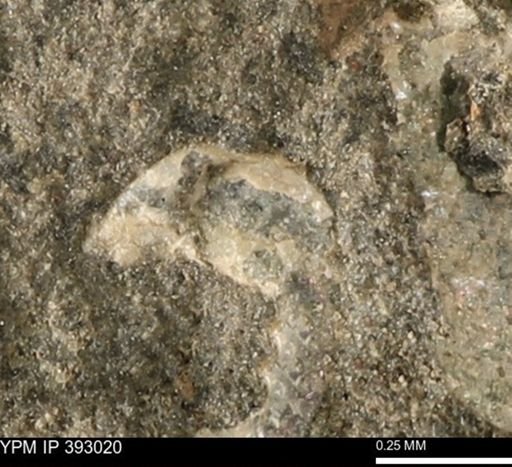Scaphites?