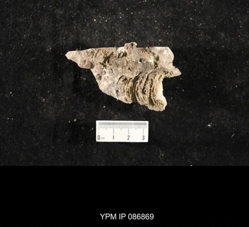 undet. Nautiloidea