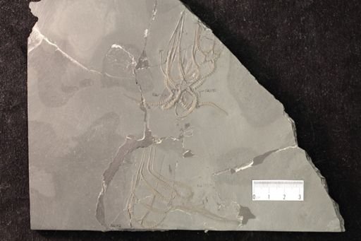 Furcaster palaeozoicus