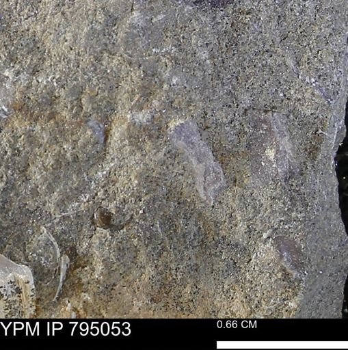 undet. Mollusca