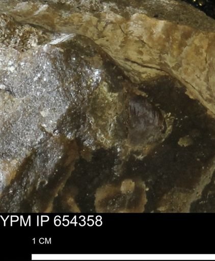 undet. Mollusca