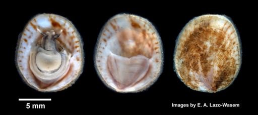 Crepidula fornicata