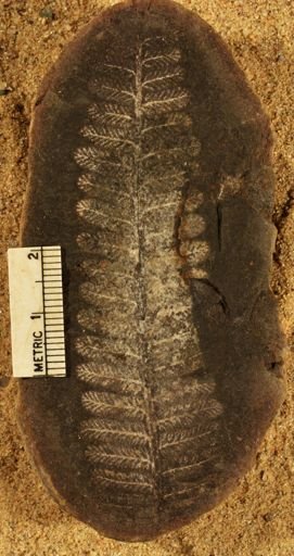 Pecopteris