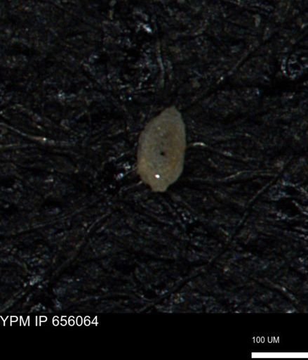 Spirolocammina subcircularis