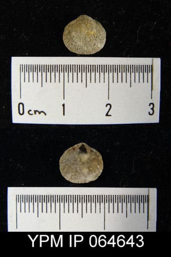 Mendacella cliftonensis
