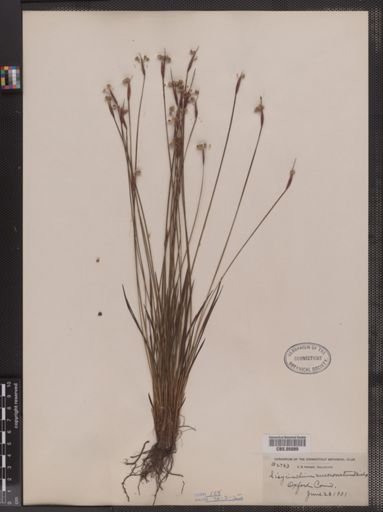 Sisyrinchium mucronatum