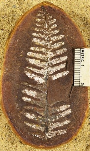 Pecopteris