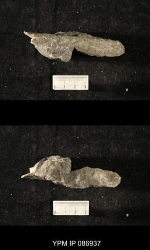 Vaginoceras piscator