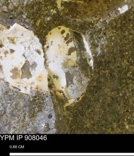 undet. Bivalvia