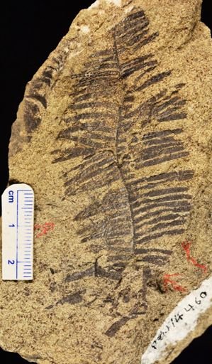 Paramatonia linearis