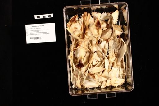 Acipenser oxyrhinchus