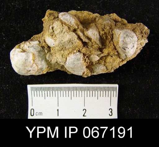 Atrypa reticularis