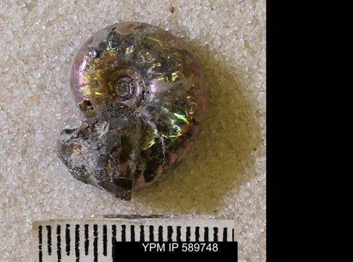 undet. Scaphitidae