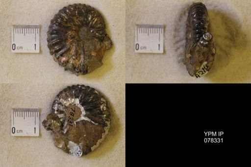 Jeletzkytes nebrascensis