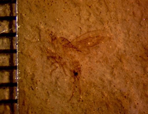 undet. Diptera