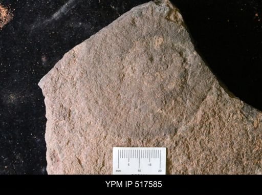 undet. Echinodermata
