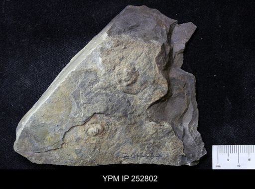 Aspidella sp.