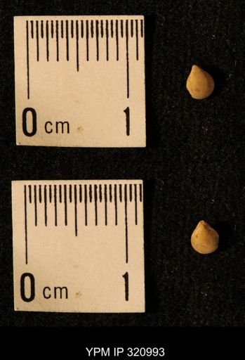 Dielasma elongatum