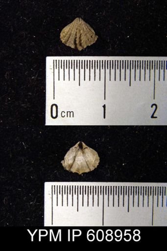 Rhynchonella lamellata