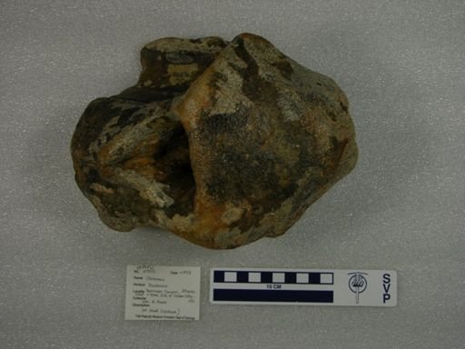 Odobenus sp.