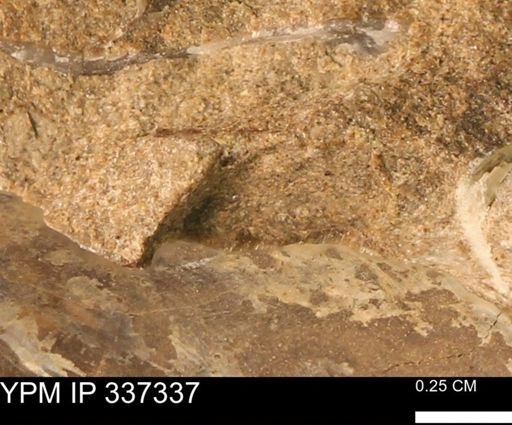undet. Bivalvia