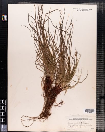 Carex vaginata