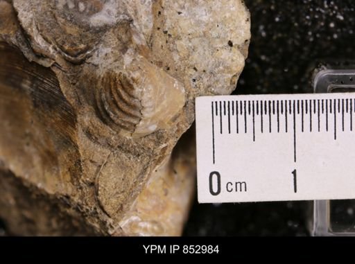 Inoceramus sp.