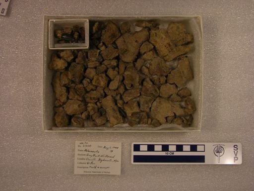 Palaeonictis sp.