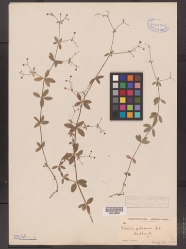 Galium pilosum